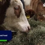 What Are the Benefits of Fermented Feed for Goats and Cattle? Check Here!