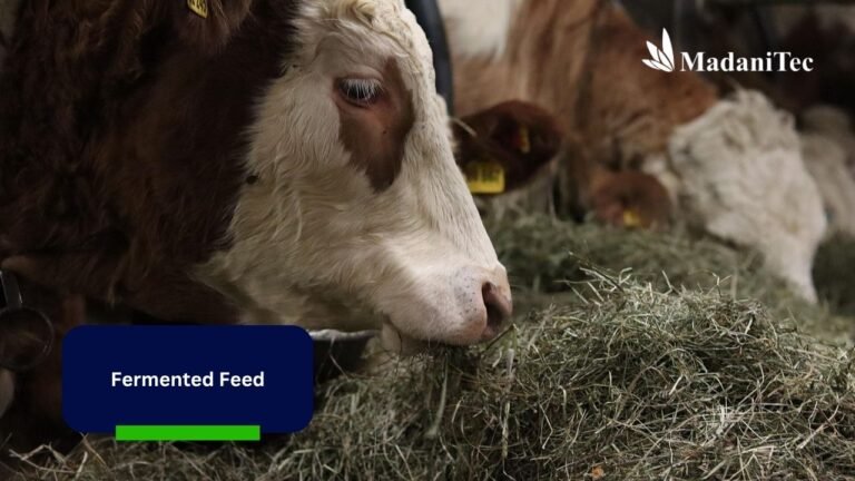 What Are the Benefits of Fermented Feed for Goats and Cattle? Check Here!