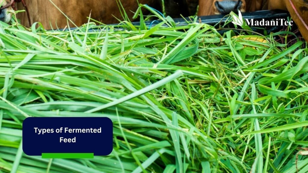 Types of Fermented Feed