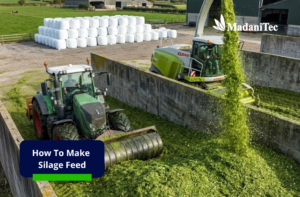 how to make silage feed from fresh forage
