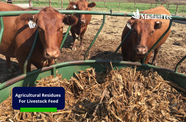 7 Agricultural Residues That Can Be Used for Livestock Feed 12 Agricultural residues for livestock feed being prepared for cattle
