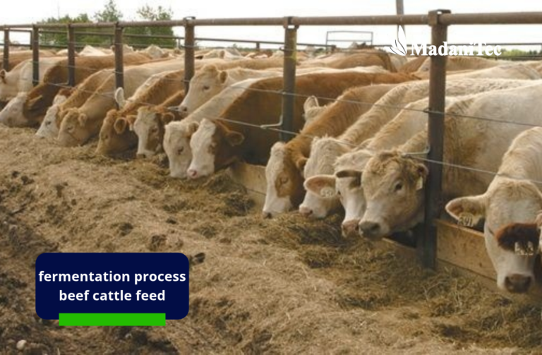 fermentation process for beef cattle feed