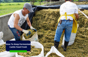 how to keep fermented cattle feed fresh