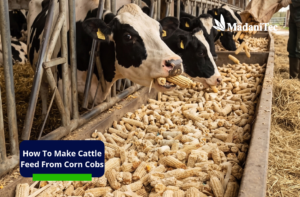 How to make livestock feed from corn cobs